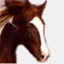 wild-horse-burro.org