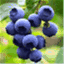 blueberriesshop.wordpress.com