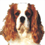 cavalierking.org