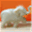 aacobo.com