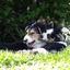 workingdogschool.com