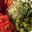 consciousbiteout.wordpress.com