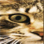 featherstofur.com