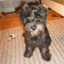 minischnau.com