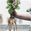 forkful.tv
