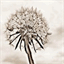 dandelionfluff.ca
