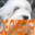 dechester.com