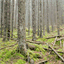 ancientforest.net