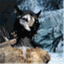 cursedcat.wordpress.com