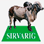 sirvarig.com.br