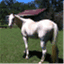 learningwithhorses.org