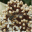 beesneesblog.wordpress.com