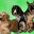 callofthedog.wordpress.com