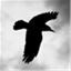 ravencomputers.net
