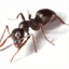 blog.dreaming-ants.com