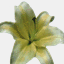 floresconstanza.com