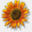 sunflower.pisa.it