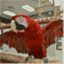 goldencockatoo.wordpress.com