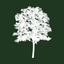 truthabouttrees.org