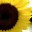 himethie.wordpress.com