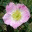 emergentdruidry.wordpress.com