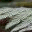 fioridivetro.wordpress.com