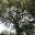 iloveliveoak.wordpress.com
