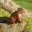 warkarearedsquirrels.wordpress.com