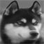 thehuskyexperience.co.uk