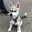 ajaxthedog.com