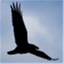 ravencircle.org