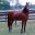 jagarabians.wordpress.com