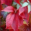 polkapics.info