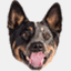 drzoo.co.uk