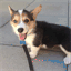 discothecorgi.com