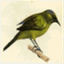 singingbellbird.com