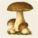 mushroomjewellerydesign.co.uk