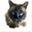 starkatzen.de