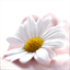 ffsweb.info
