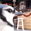 juncospub.com