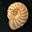 foraminifera.eu