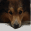 pawsibledogs.wordpress.com