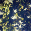 droneaccelerator.bandcamp.com