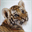 ramtiger.com