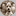 mackiedog.com