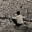 thewolfreport.wordpress.com