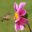backtomygarden.com