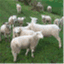 feednhissheep.wordpress.com