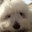 jaskodog.com