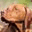 heropit.de